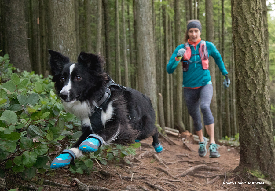 Best Dog Hiking Boots 5 Best Paw Protectors for Conquering the Outdoors